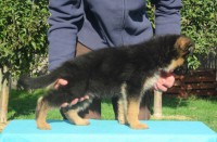 /album/fotogaleria-7-weeks-3-days/aslan-vom-haus-haribal-jpg/